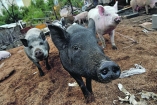 Прокуратура изгнала свиней из Днепропетровска