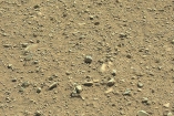 На Марсе обнаружили рептилию