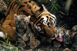 Ди Каприо потратил 3 миллиона долларов на спасение тигров