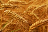 Аграрии уже намолотили более 60 млн тонн зерна