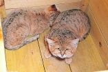 В Николаеве появились барханные коты