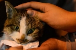 В Херсоне кота спасли из стиралки