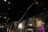 В Британии коллекционер купил 30-метрового динозавра за 400 тыс. фунтов
