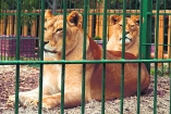 В Бердянском зоопарке родились уникальные львята