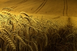 Богатый урожай позволил Украине прорваться на мировые рынки