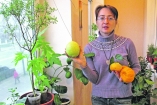 Мандарины, бананы, ананасы и папайю можно выращивать в квартире