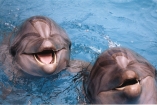 Дельфины приплыли зимовать под Севастополь