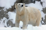 В американском зоопарке замерзла белая медведица