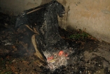 В Луганской области неизвестный сжег собаку в будке