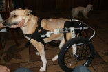 В Ивано-Франковске дворнягу поставили на инвалидную коляску