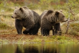 Румынские медведи ходят кормиться в Украину