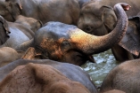 В Таиланде слоны затоптали американскую туристку