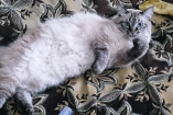 Кот Том из Черновцов спас троих человек от пожара