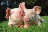 Украина запретила ввоз свиней из Литвы