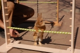 В Харькове прошла репитиция кроличьих бегов