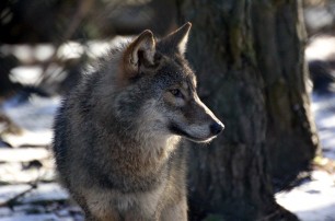 В Киевском зоопарке волчица напала на женщину