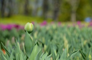 На "Певческом поле" расцвела лишь треть тюльпанов