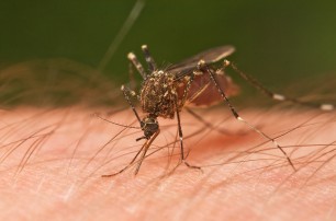 В Киеве наблюдается нашествие комаров