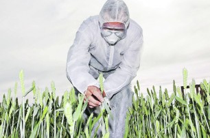 В Европе изобретают новые сорта пшеницы