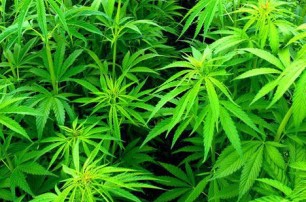 Скадовские фермеры вырастили марихуану на 4 млн грн
