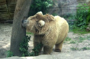 Киевский зоопарк будет бесплатно пускать детей 1 июня