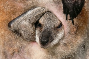 В Киевском зоопарке родился кенгуренок валлаби