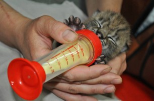 ФОТО: Киевский зоопарк показал новорожденного рысенка