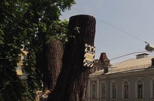 «Киевзеленстрой» спилил заповедное дерево без разрешения (фото)