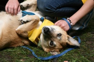 В киевском парке Дружбы народов пройдет выставка беспородных собак