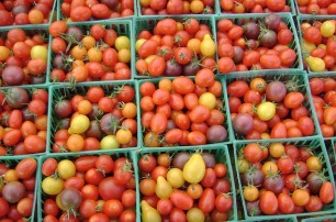 Эксперты: в июле помидоры подешевеют до 5 грн/кг