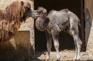 В Одессе родился верблюжонок