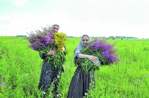 В Украине набирает обороты бизнес по сбору лекарственных трав