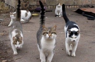Львовских котов депутаты обяжут ловить мышей 