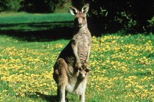 В Австралии кенгуру спас 7-летнего мальчика