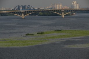 Цветение Днепра: ряска пытается спасти воду от фосфатов