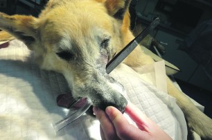 Собак спасают от казни пластической операцией