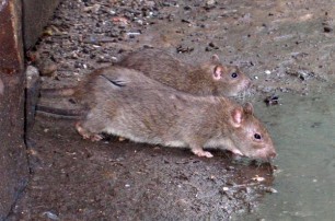 Херсон атаковали полчища крыс