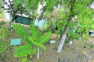 Жители Троещины превратили свой двор в ботанический сад