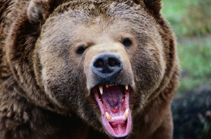 В Ивано-Франковской области медведица нападает на людей