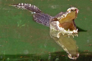 В Австралии крокодил две недели держал в заложниках туриста