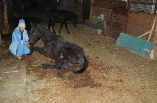 Под Одессой девочка сбежала с лошадиной фермы от жестокой матери