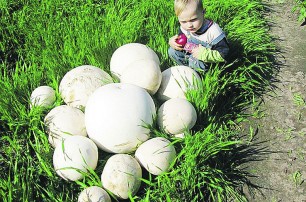 Гигантские грибы обнаружили в Киевской области