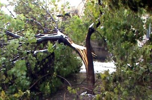 На Луганщине десятки деревьев рухнули под тяжестью снега