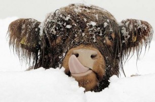 В США из-за рекордных снегопадов погибли 100 тысяч коров