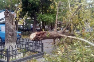 В Ялте ураган валит деревья
