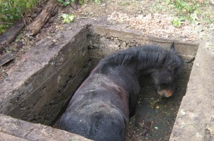 На Закарпатье коня спасали из выгребной ямы
