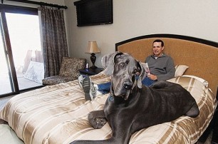В США умерла самая высокая собака в мире