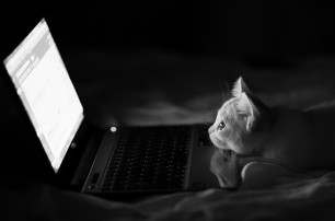 Компания Dell согласилась бесплатно починить свои ноутбуки, воняющие кошачьей мочой