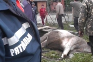 Львовские спасатели вытащили корову из колодца