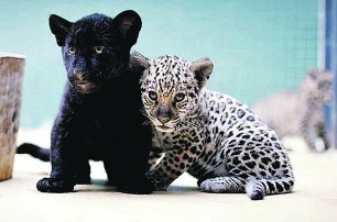 Ягуары из Николаевского зоопарка обзавелись потомством